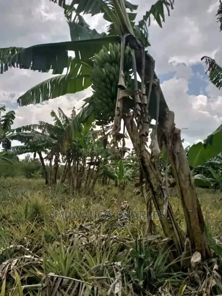 10acres of Land for Sale at Luwero Kikyusa in Central Division