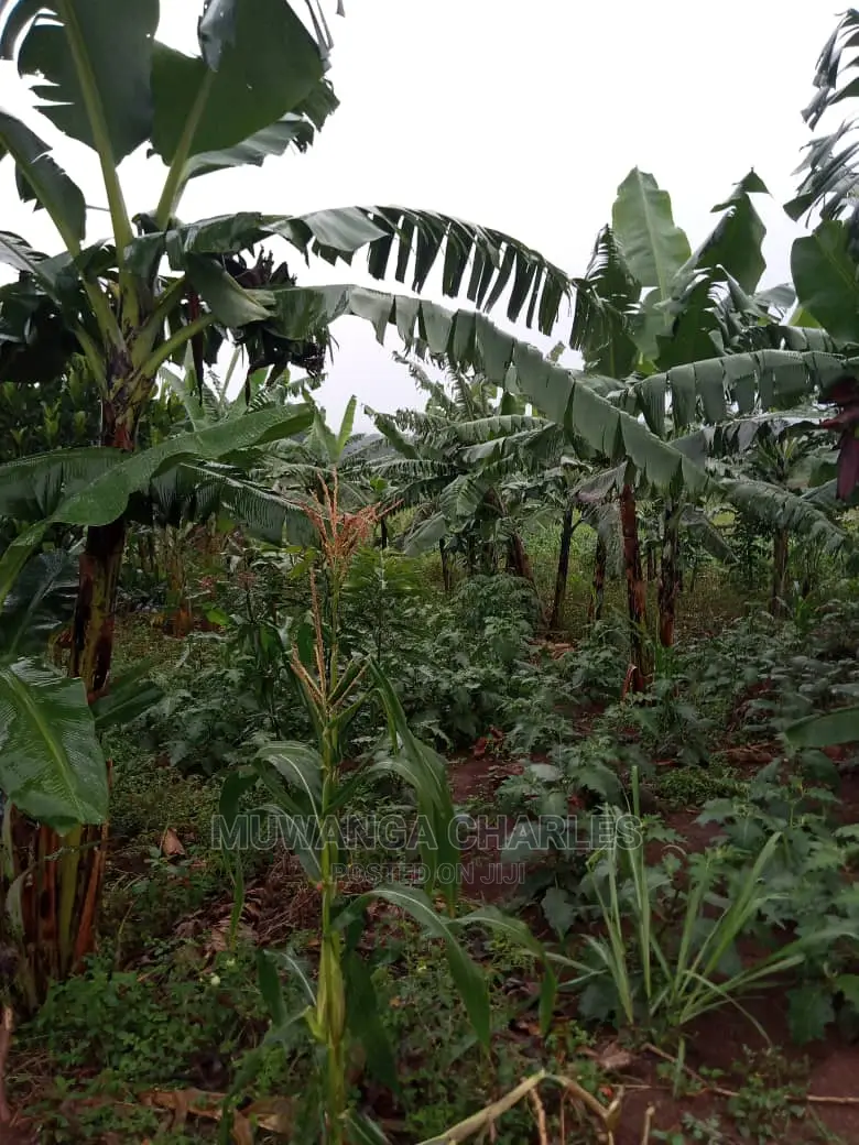 5acres of Land for Sale in Kikyusa in Central Division