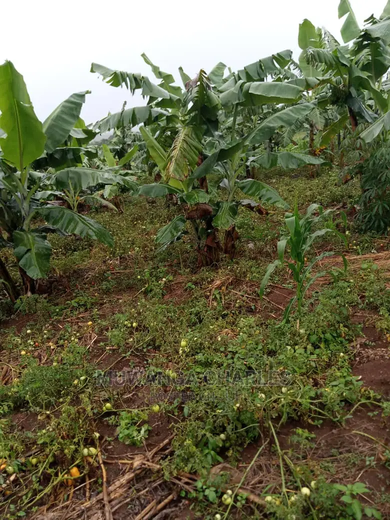 5acres of Land for Sale in Kikyusa in Central Division