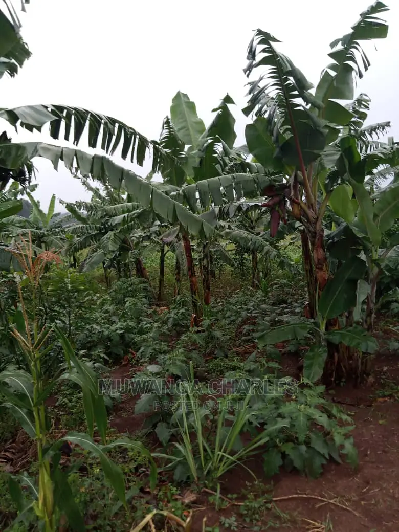 5acres of Land for Sale in Kikyusa in Central Division