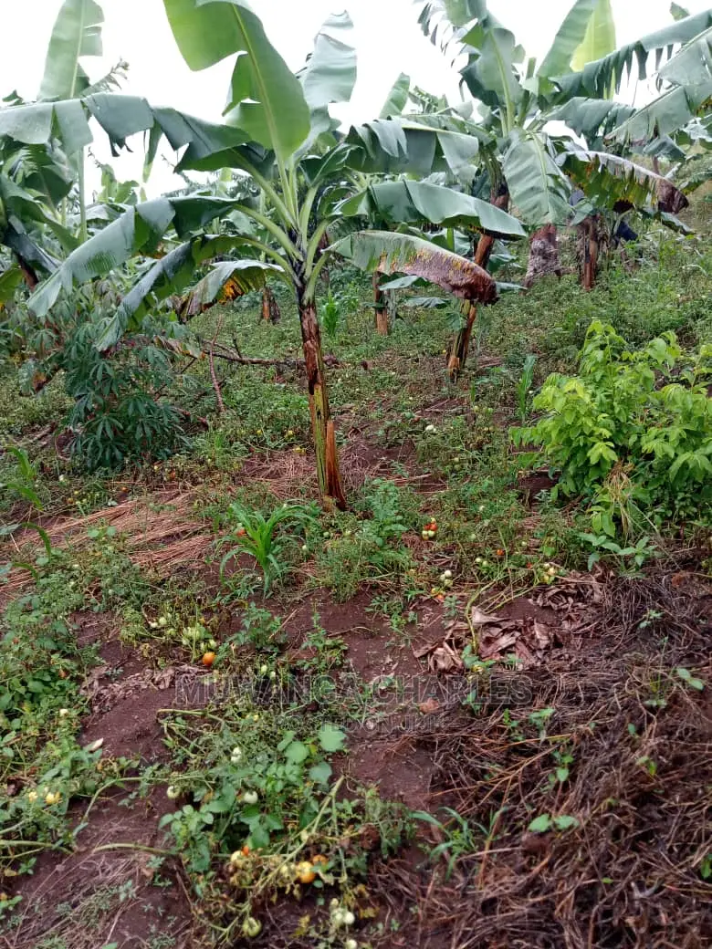 5acres of Land for Sale in Kikyusa in Central Division