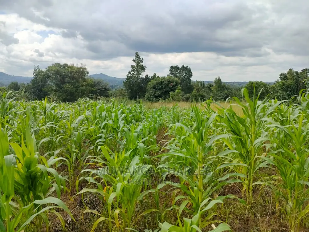 Land for Sale in Zirobwe Tongo in Central Division
