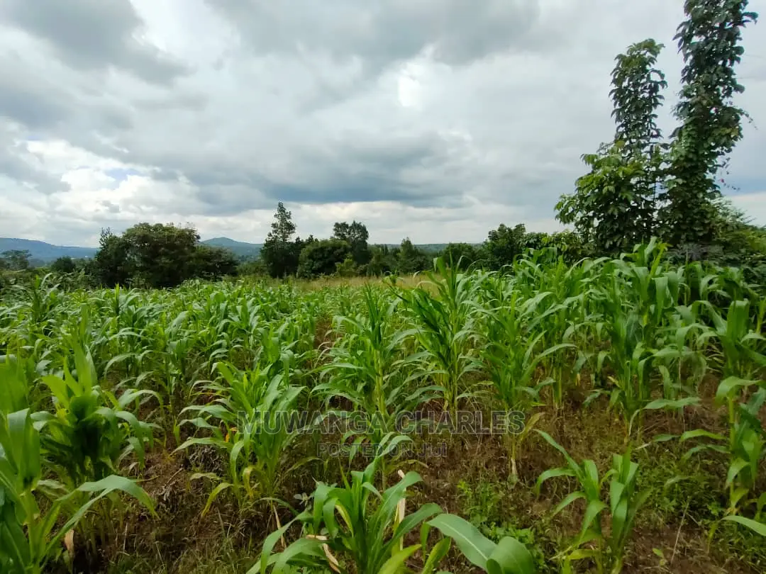 Land for Sale in Zirobwe Tongo in Central Division