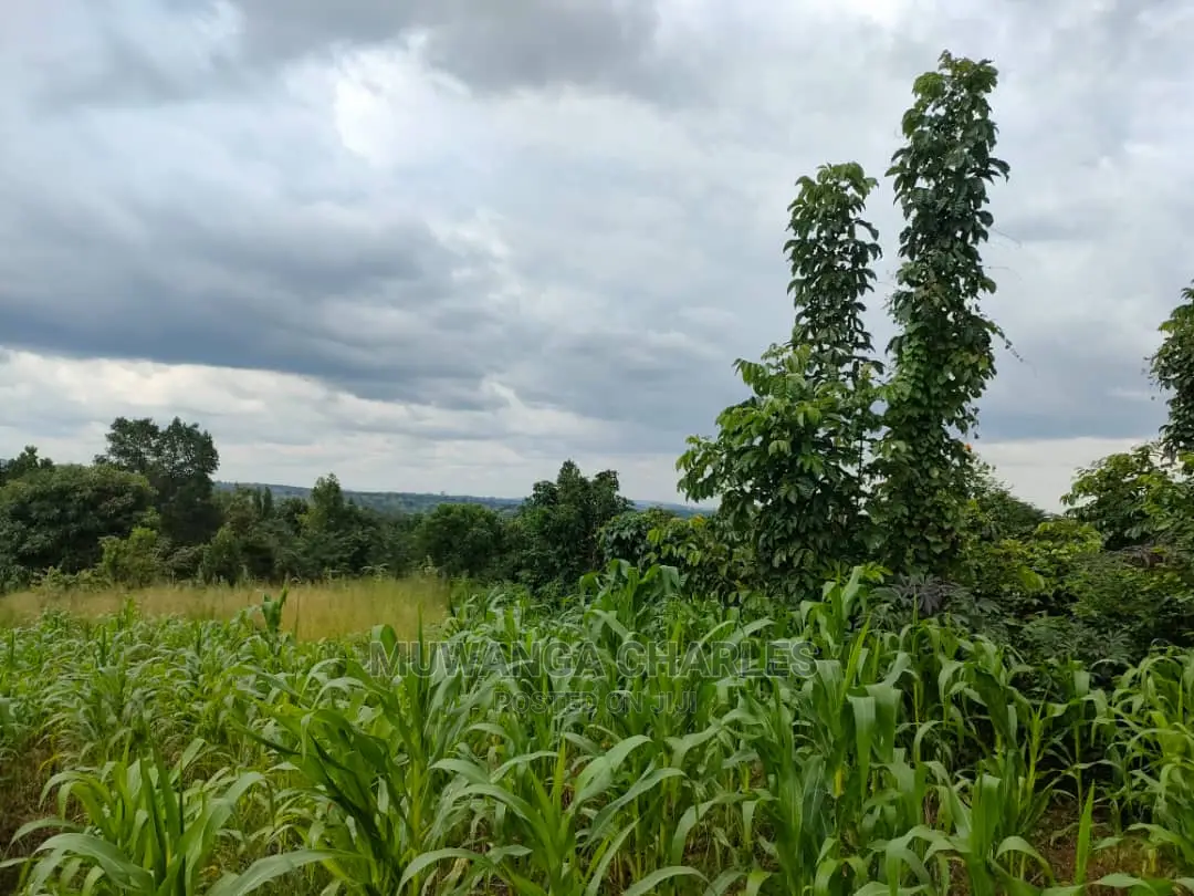 Land for Sale in Zirobwe Tongo in Central Division