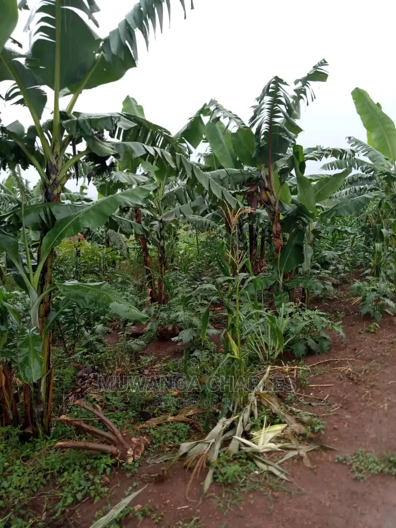 Land for Sale in Zirobwe Wabutungulu in Central Division