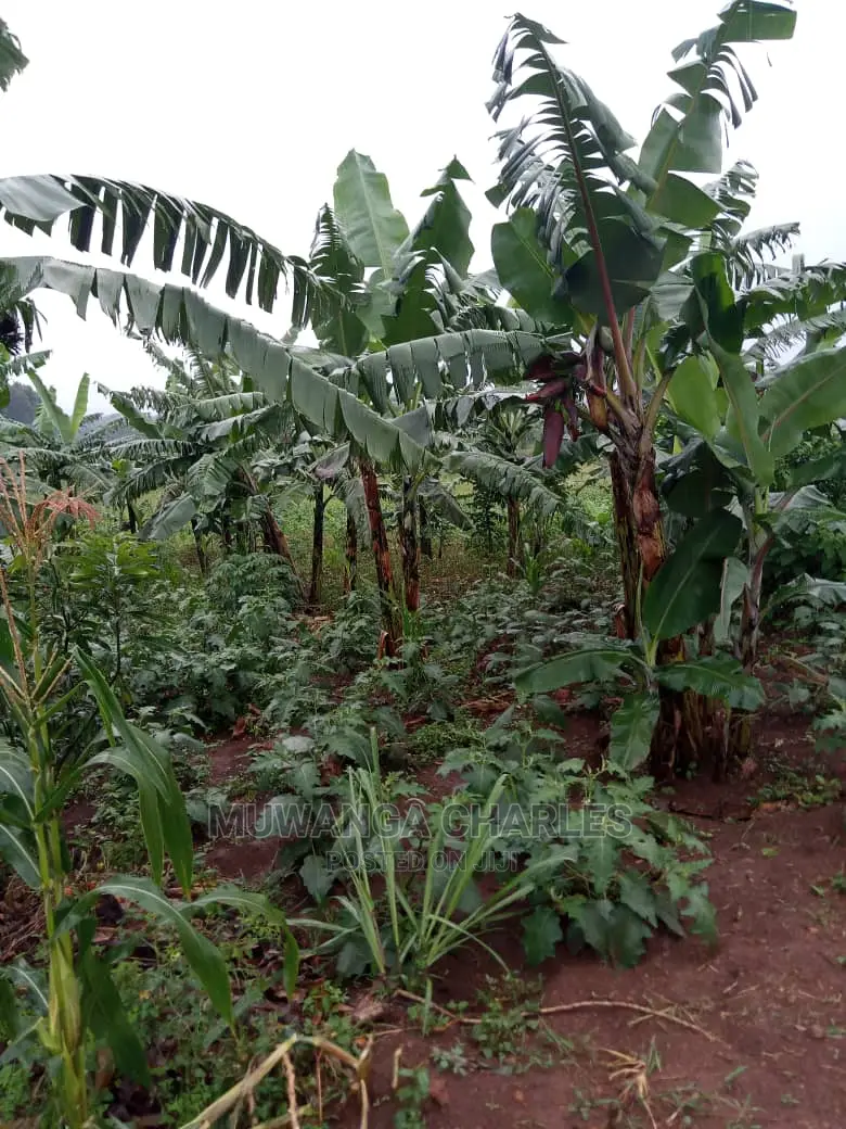 Land for Sale in Zirobwe Wabutungulu in Central Division