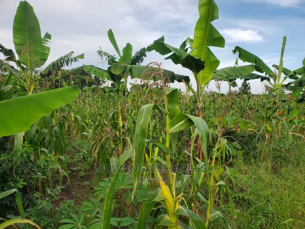 10acres for Sale in Luwero in Central Division