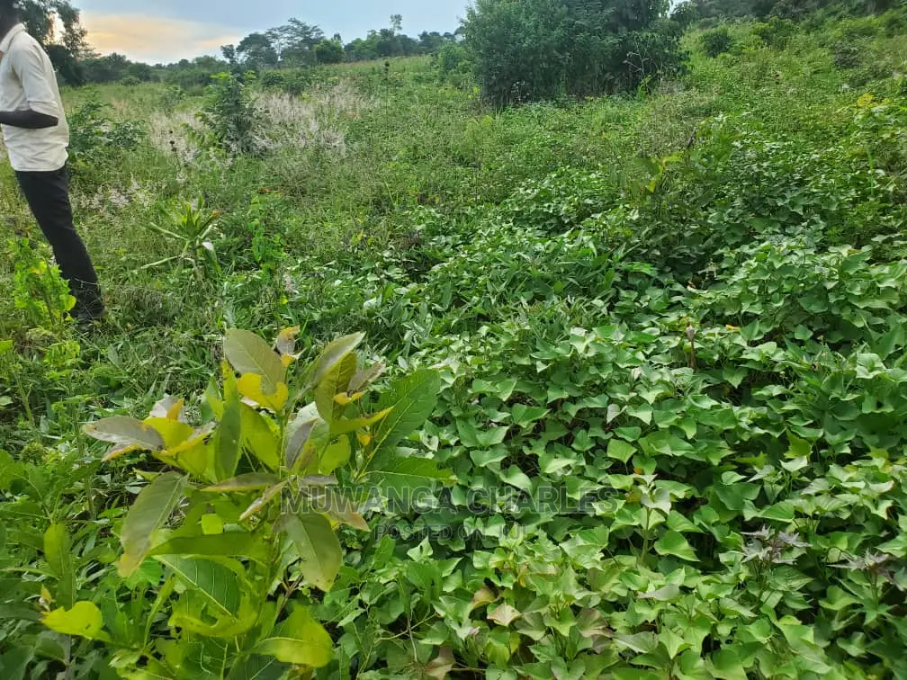 10acres for Sale in Luwero in Central Division