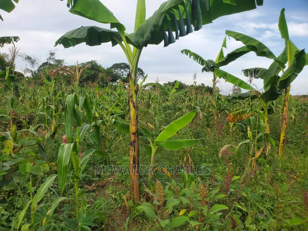 10acres for Sale in Luwero in Central Division