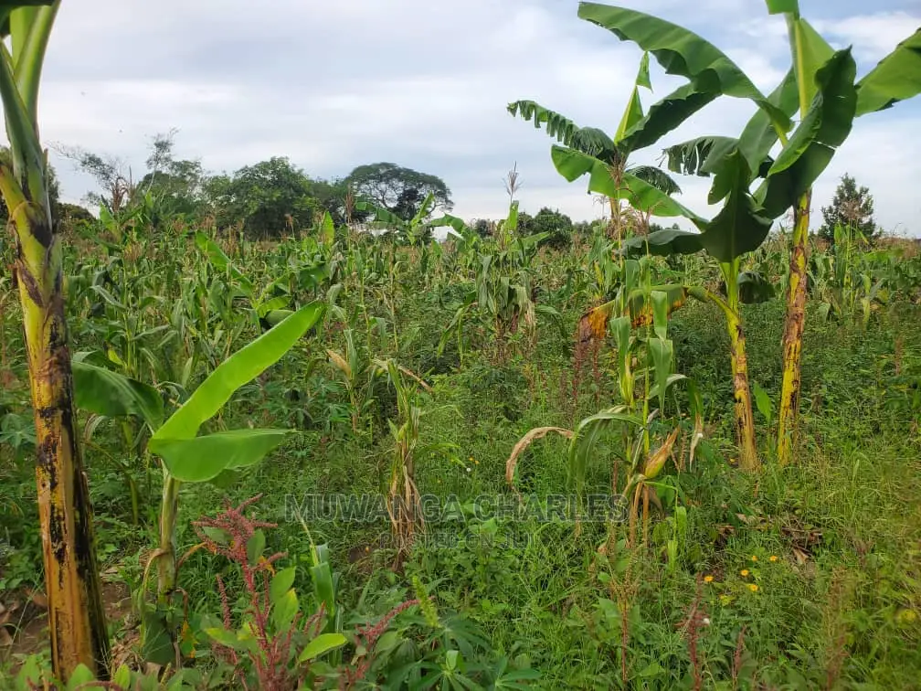 10acres for Sale in Luwero in Central Division