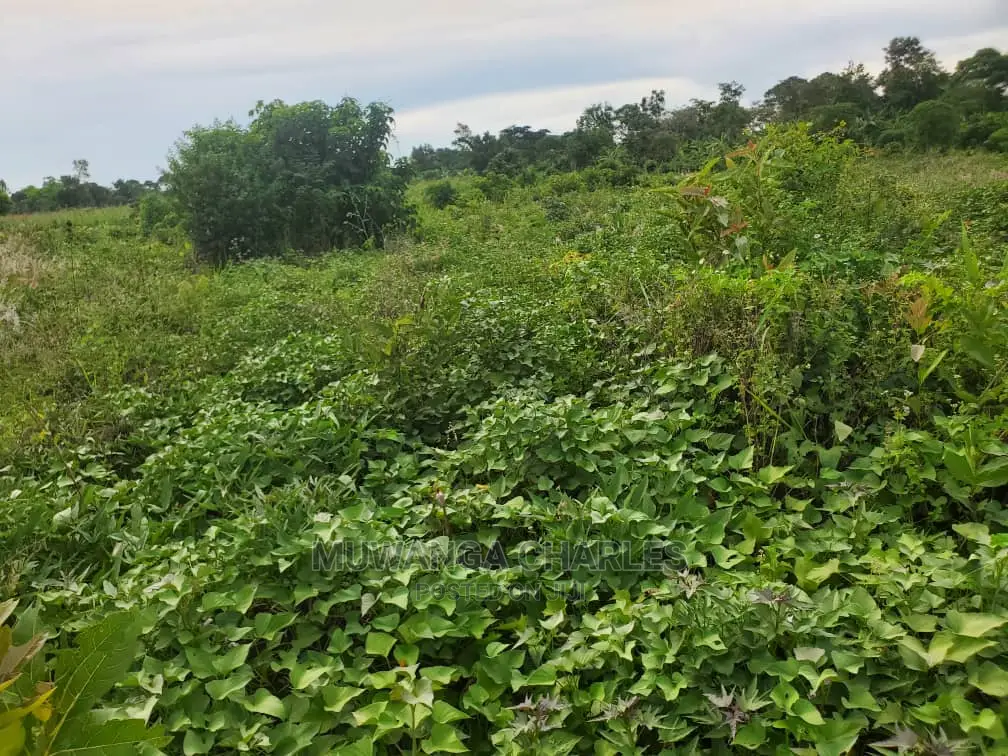10acres for Sale in Luwero in Central Division