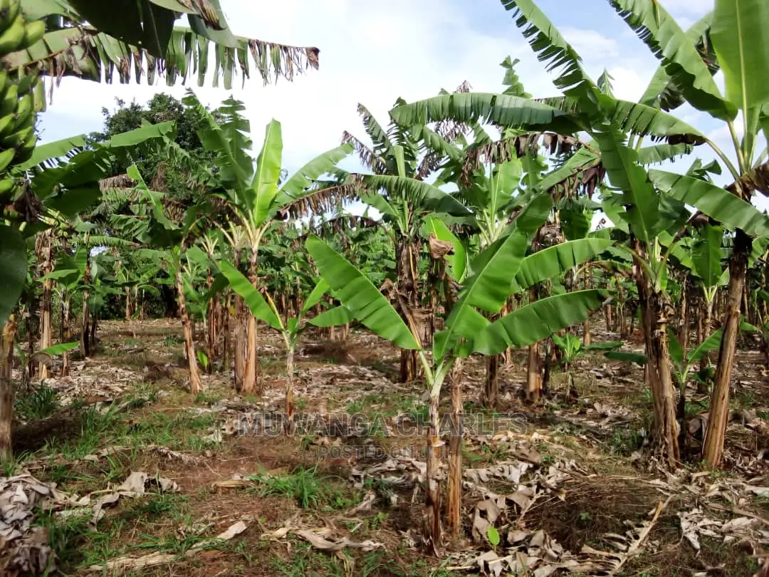 3acres of Land for Sale in Luwero in Central Division