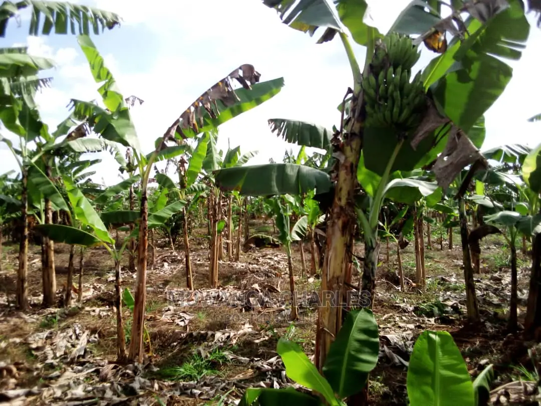 3acres of Land for Sale in Luwero in Central Division