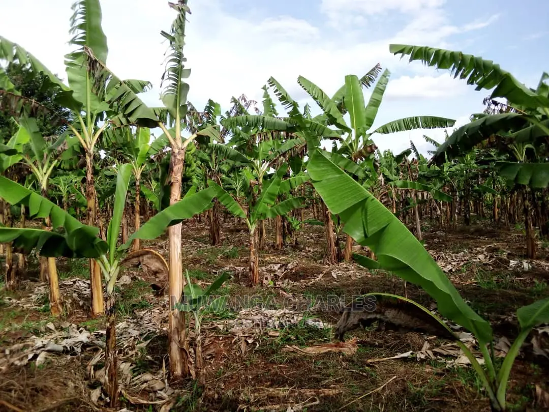 3acres of Land for Sale in Luwero in Central Division