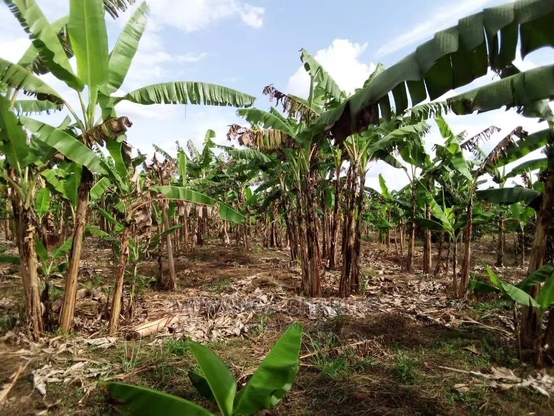 3acres of Land for Sale in Luwero in Central Division