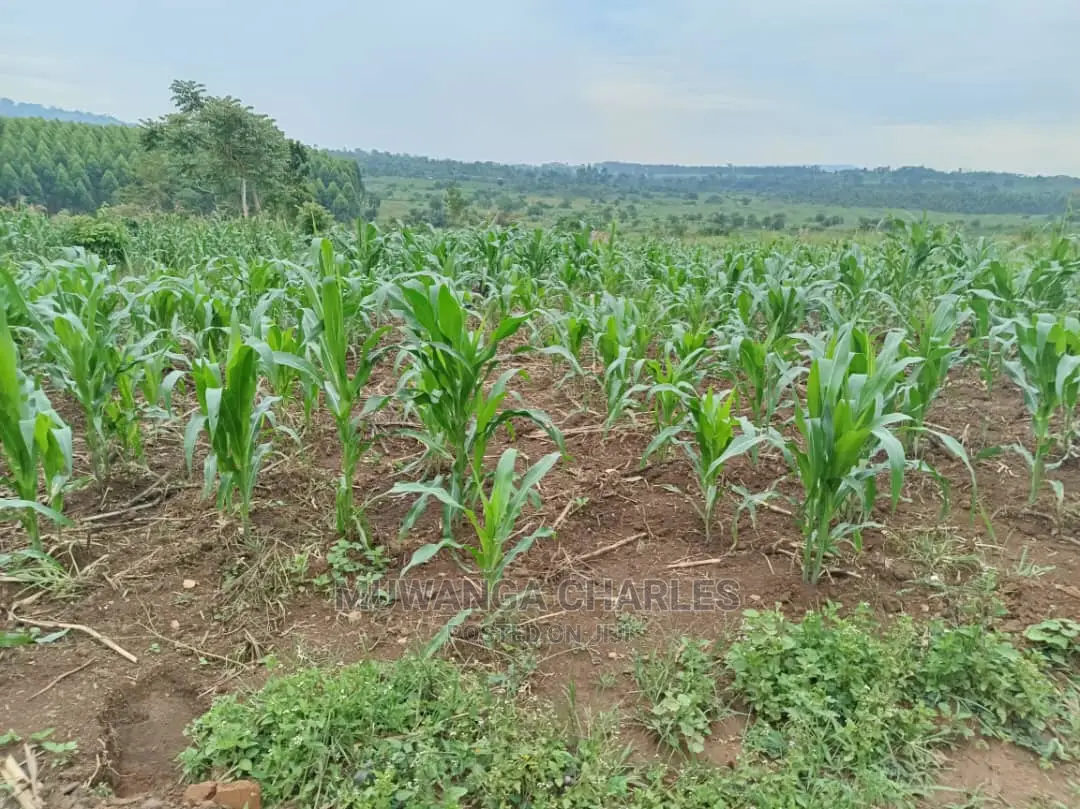 25decimals Plot of Land for Sale in Kira in Central Division