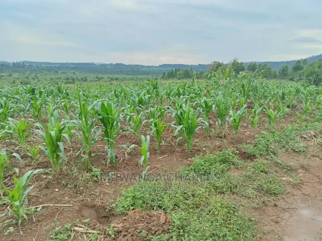 25decimals Plot of Land for Sale in Kira in Central Division