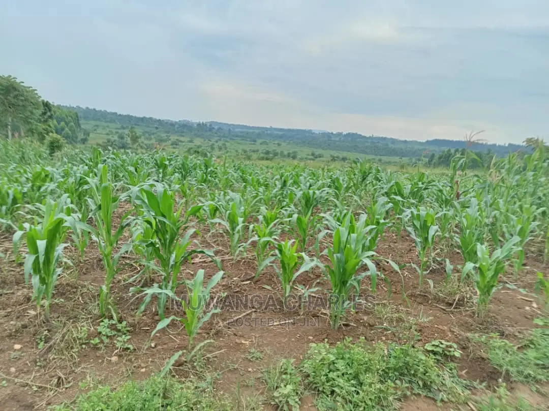 25decimals Plot of Land for Sale in Kira in Central Division