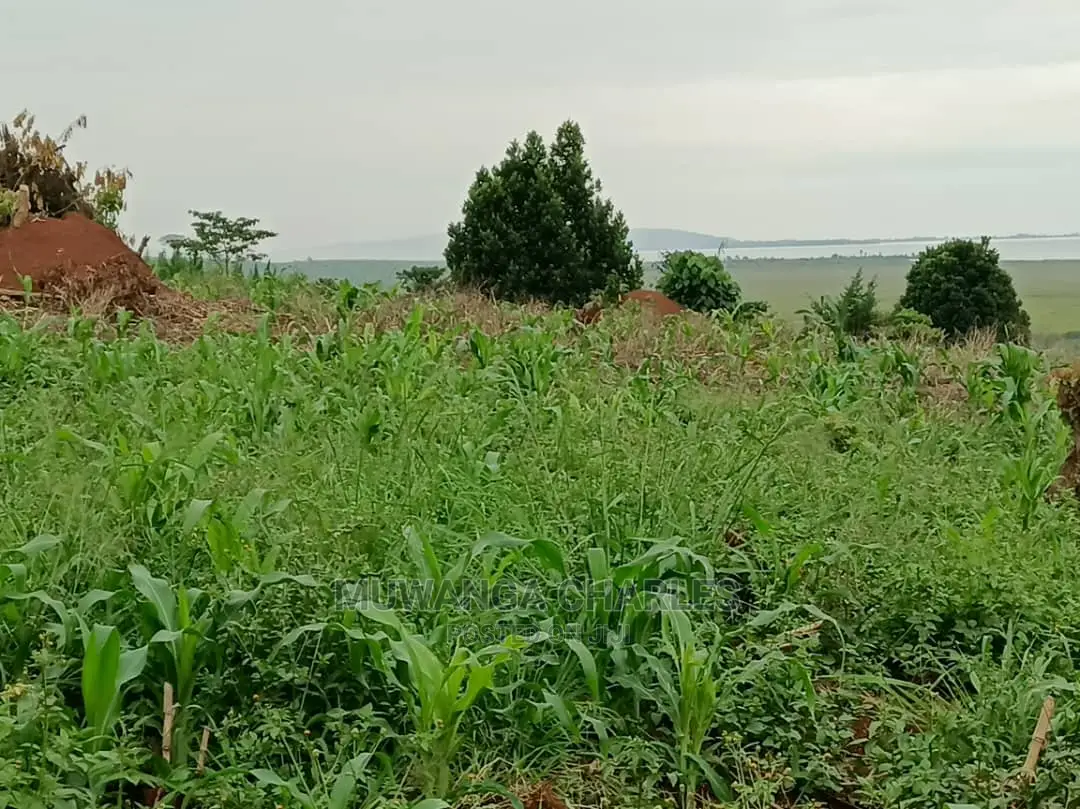 5acres for Sale in Luwero in Central Division