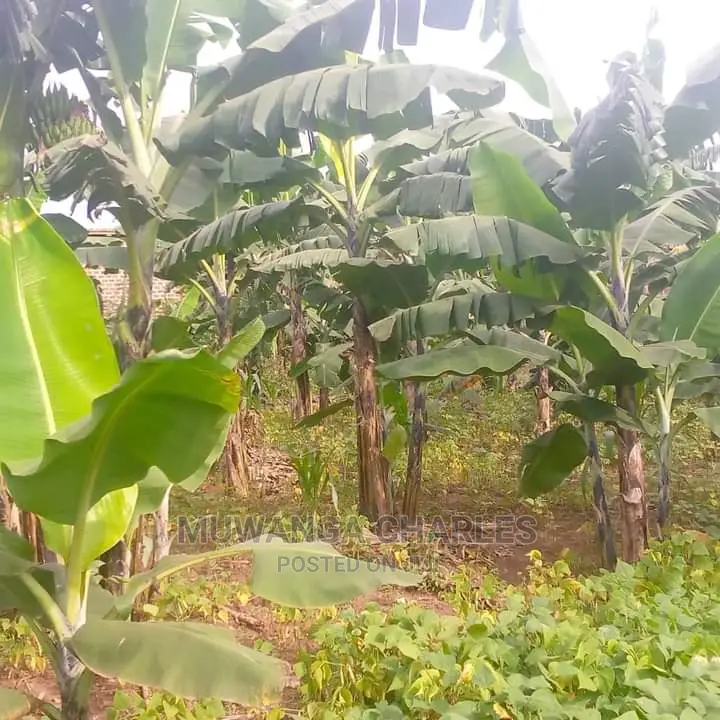 10acres of Land for Sale in Kiwawu in Central Division