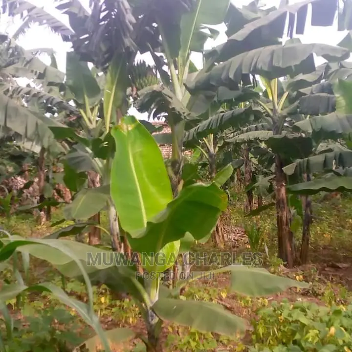 10acres of Land for Sale in Kiwawu in Central Division