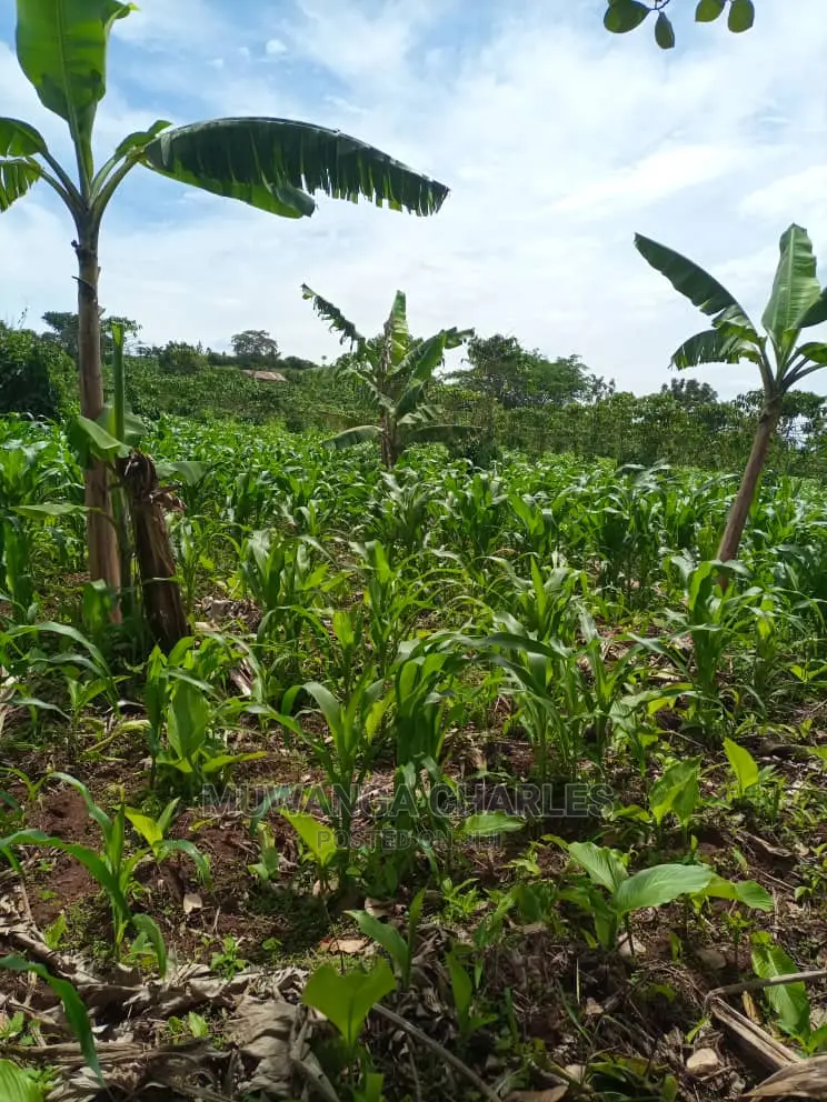 Land for Sale in Wobulenzi in Central Division