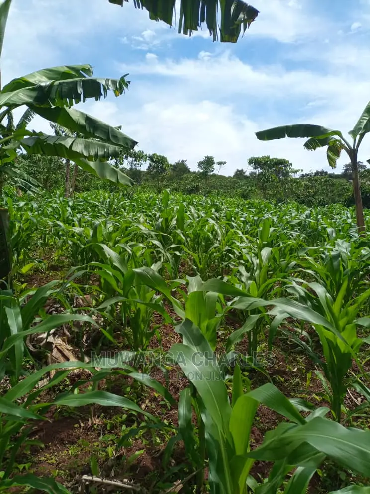 Land for Sale in Wobulenzi in Central Division