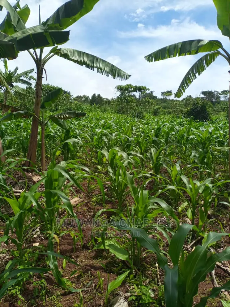 Land for Sale in Wobulenzi in Central Division