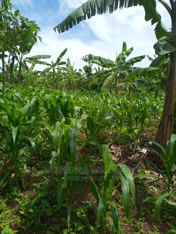 Land for Sale in Wobulenzi in Central Division
