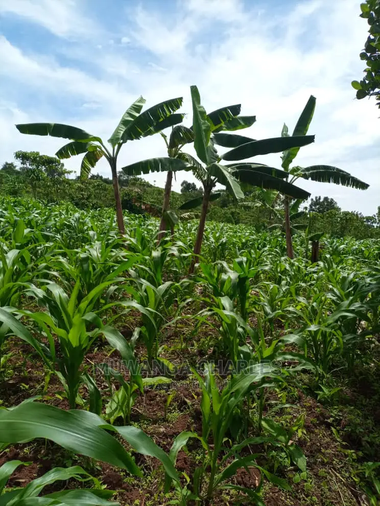 Land for Sale in Wobulenzi in Central Division