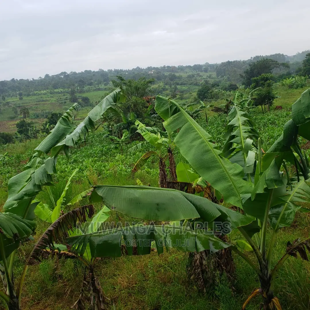 4acres of Land for Sale in Luwero in Central Division