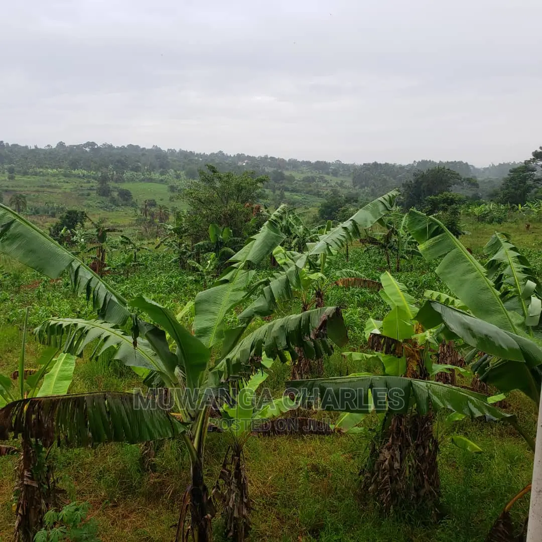 4acres of Land for Sale in Luwero in Central Division