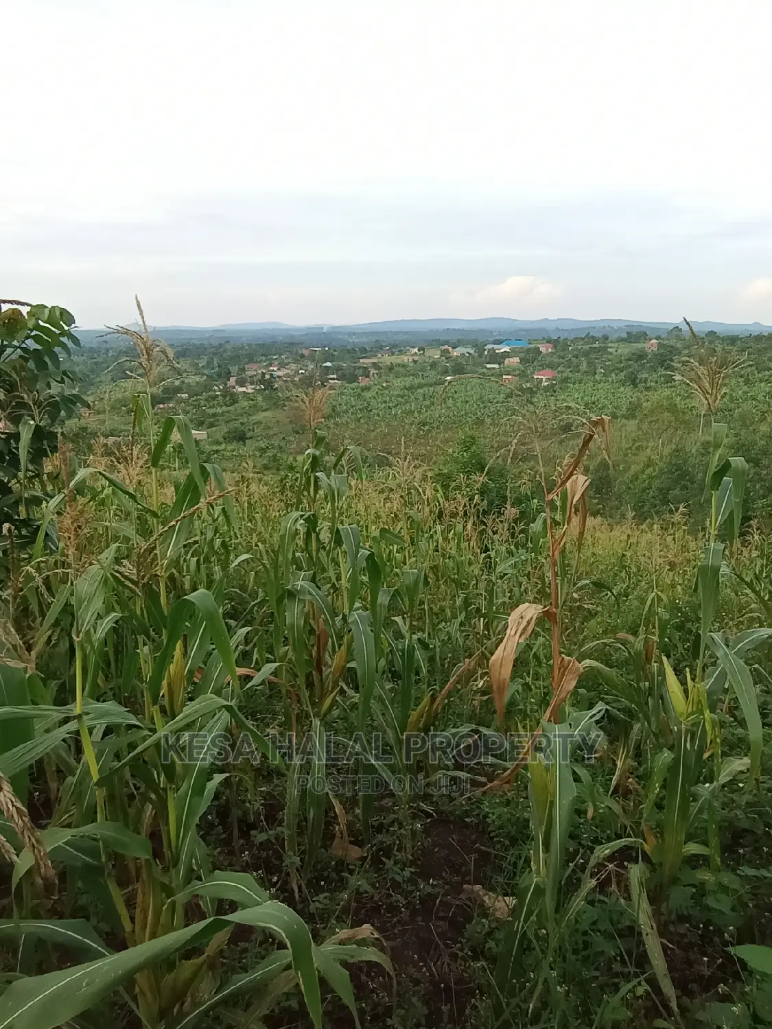 Good View Plots on Bombo Rd U Branch at Janan Sch. in Bombo TC