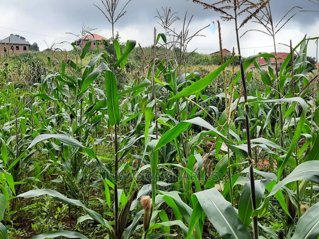 12decimals Plot of Land for Sale in Buwate in Central Division