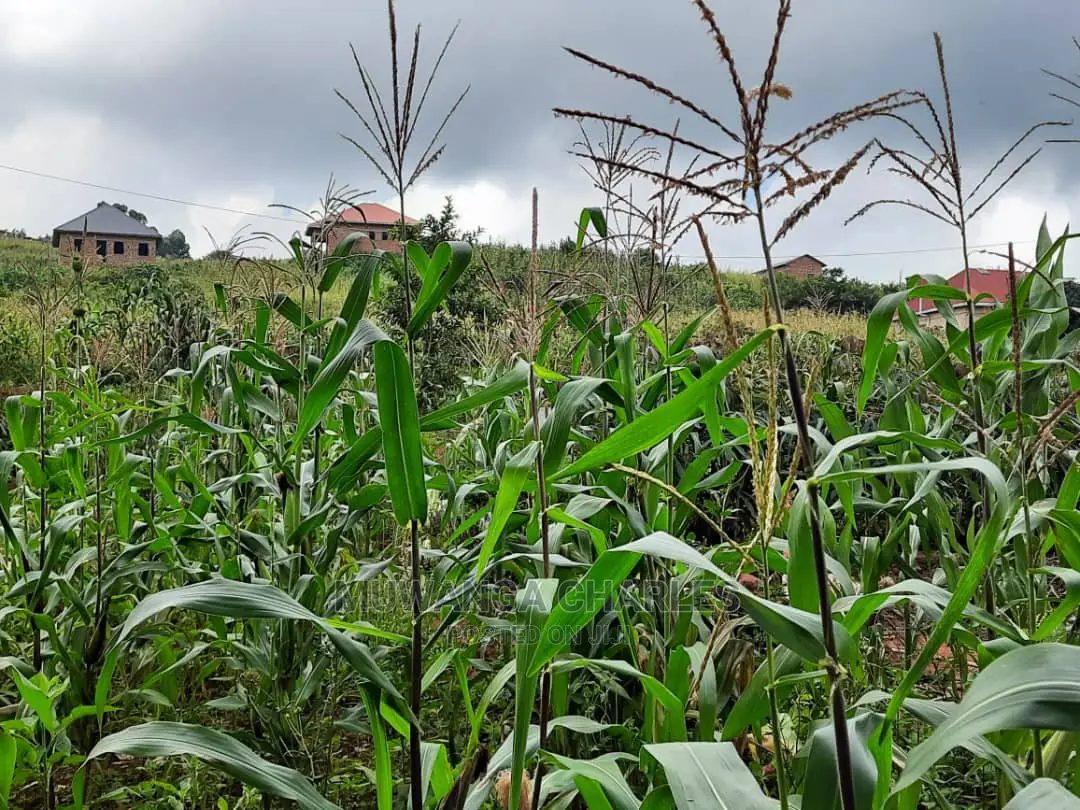 12decimals Plot of Land for Sale in Buwate in Central Division