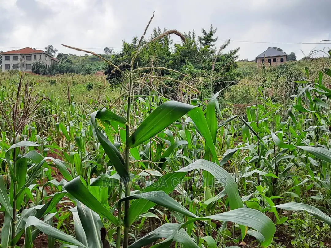 12decimals Plot of Land for Sale in Buwate in Central Division