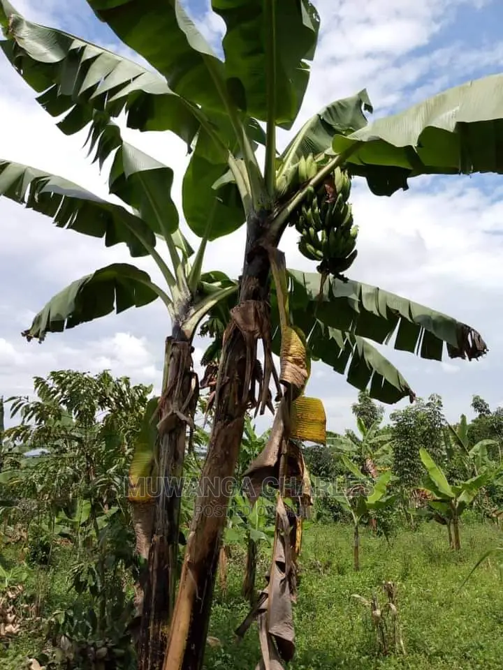 Plot Is Available for Sale in Buwate in Division A