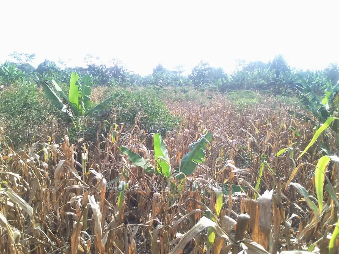 Land for Sale at Luwero in Central Division