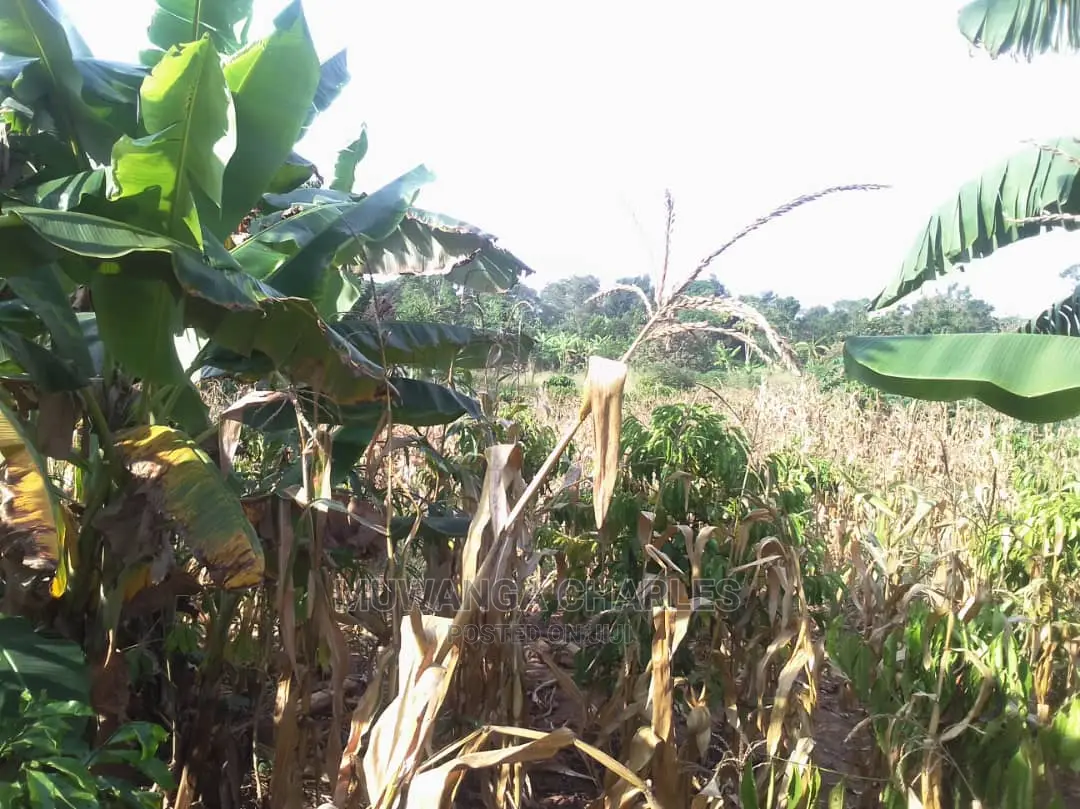 Land for Sale at Luwero in Central Division