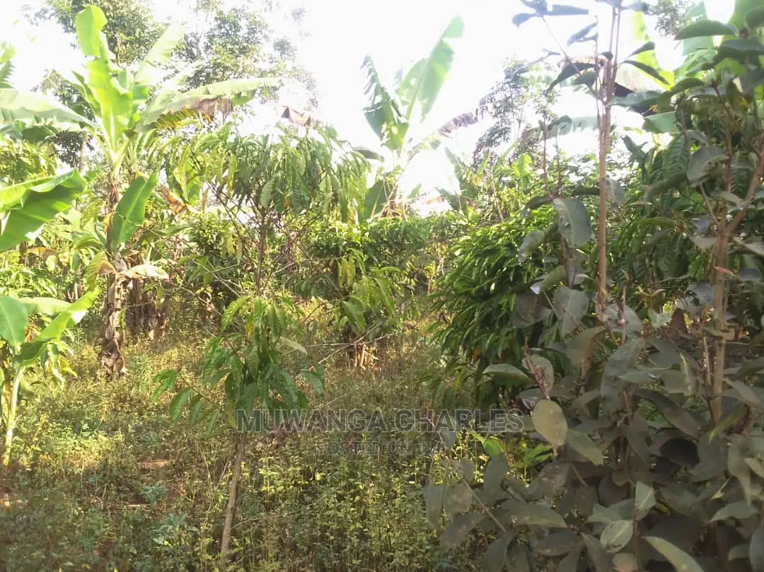 Land for Sale at Luwero in Central Division