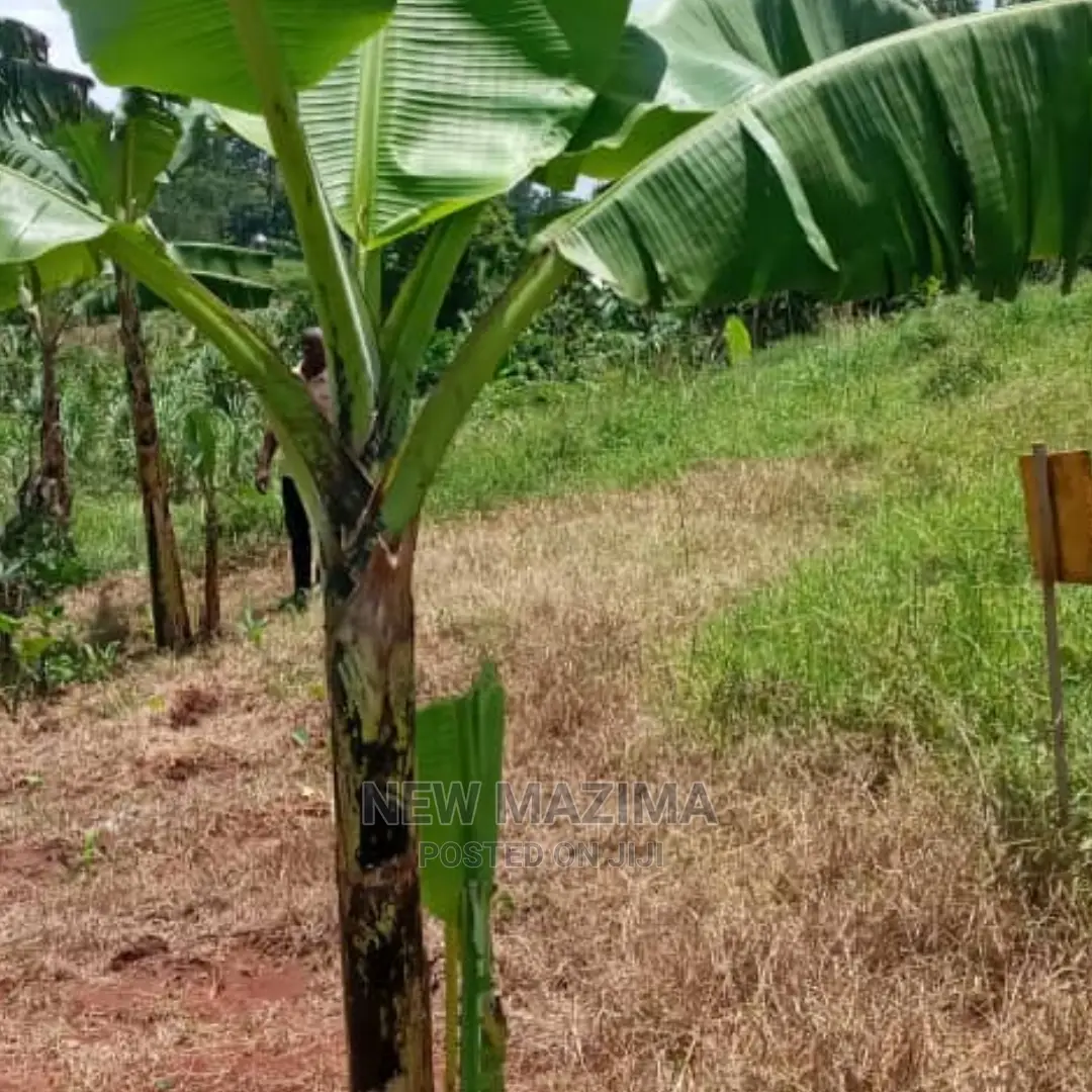Very Prime Plot on Quicksale in Nabingo Namagoma Masaka Rd in Division A