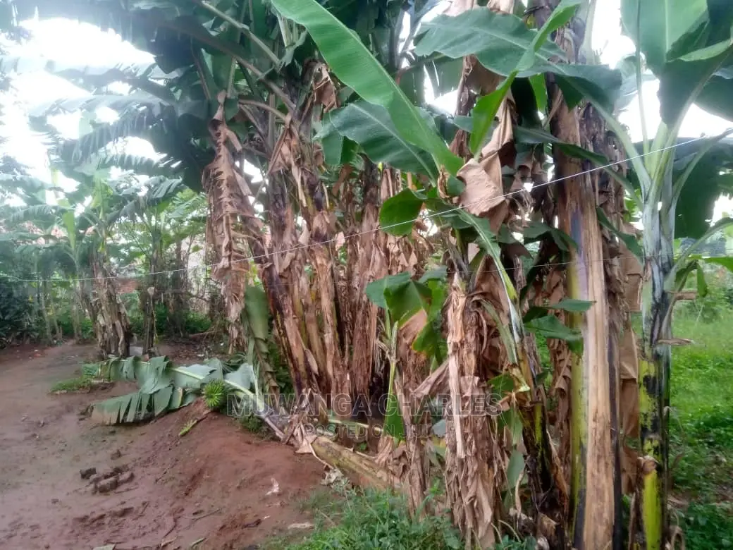 Plot for Sale at Wakiso in Central Division