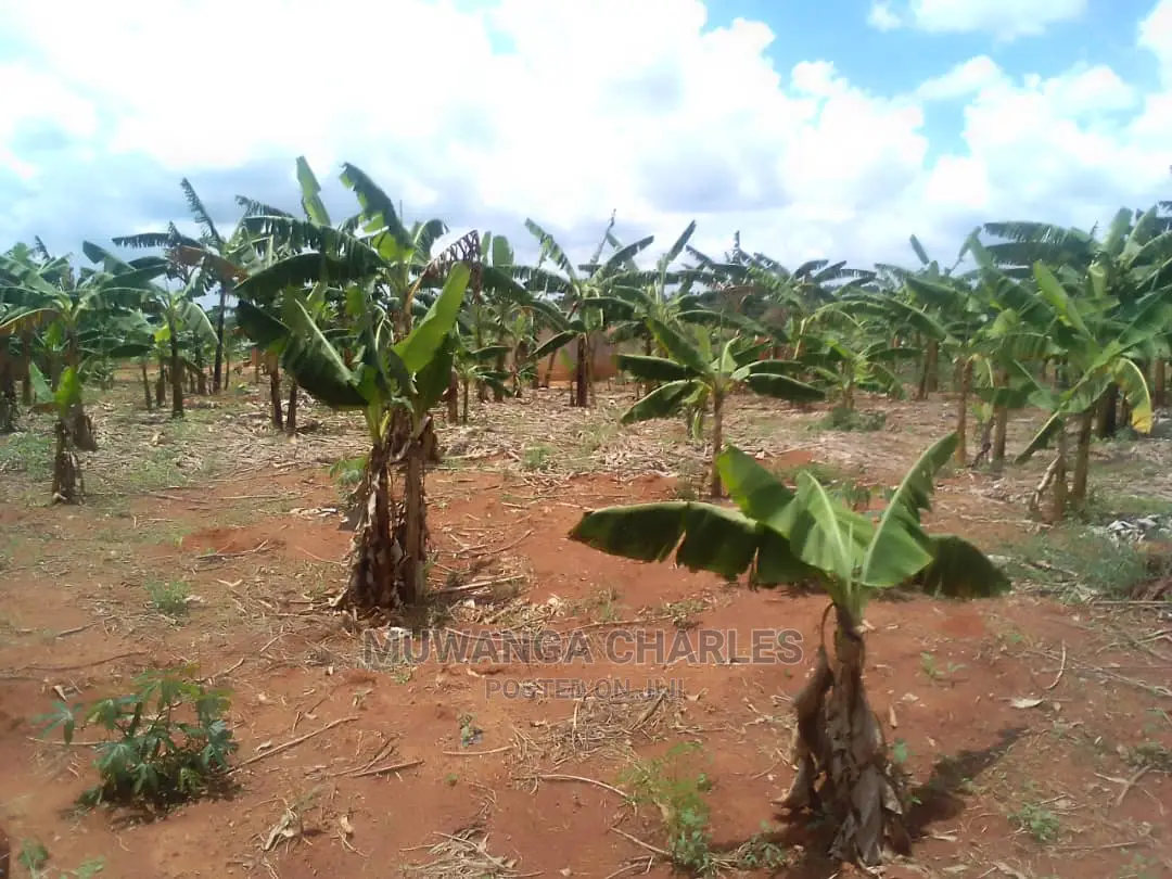 100by50ft Plot of Land for Sale at Kiwenda in Central Division