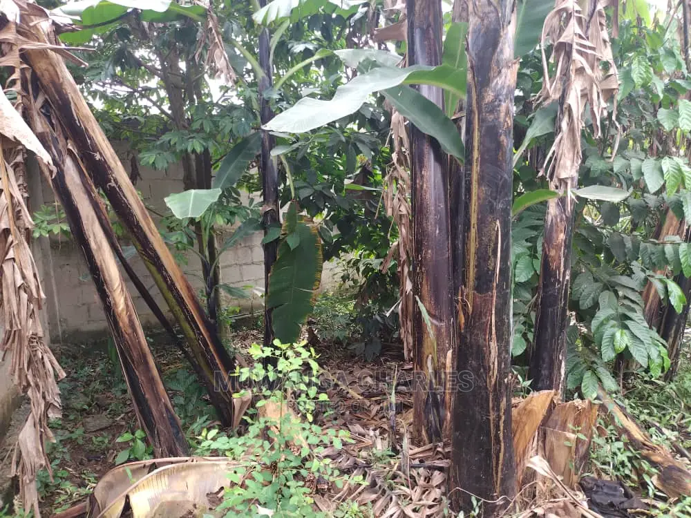 100by50ft Plot of Land for Sale at Gayaza Kijabijo in Central Division