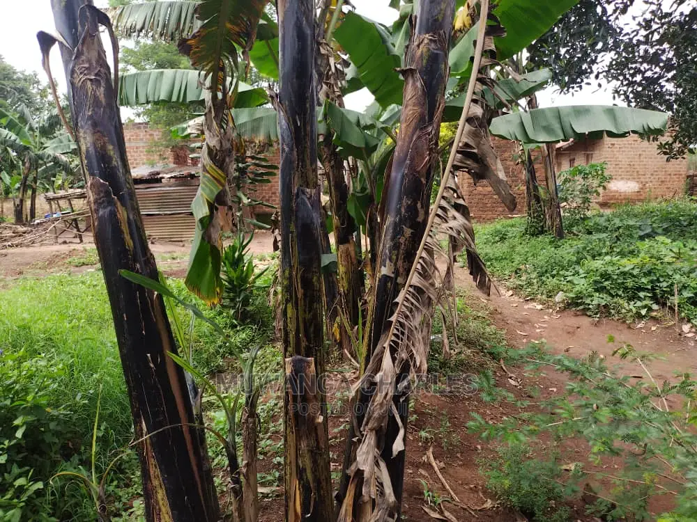 100by50ft Plot of Land for Sale at Gayaza Kijabijo in Central Division