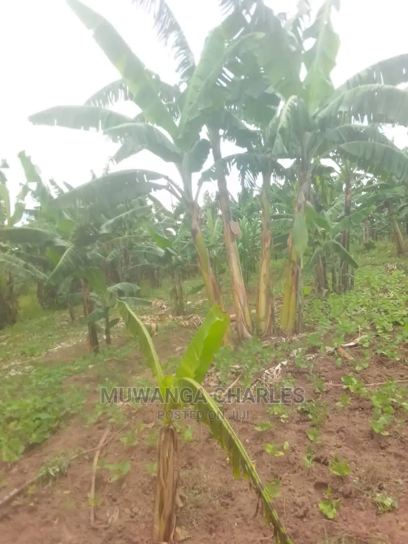 100by50ft Plot for Sale at Gayaza Kabubu in Central Division