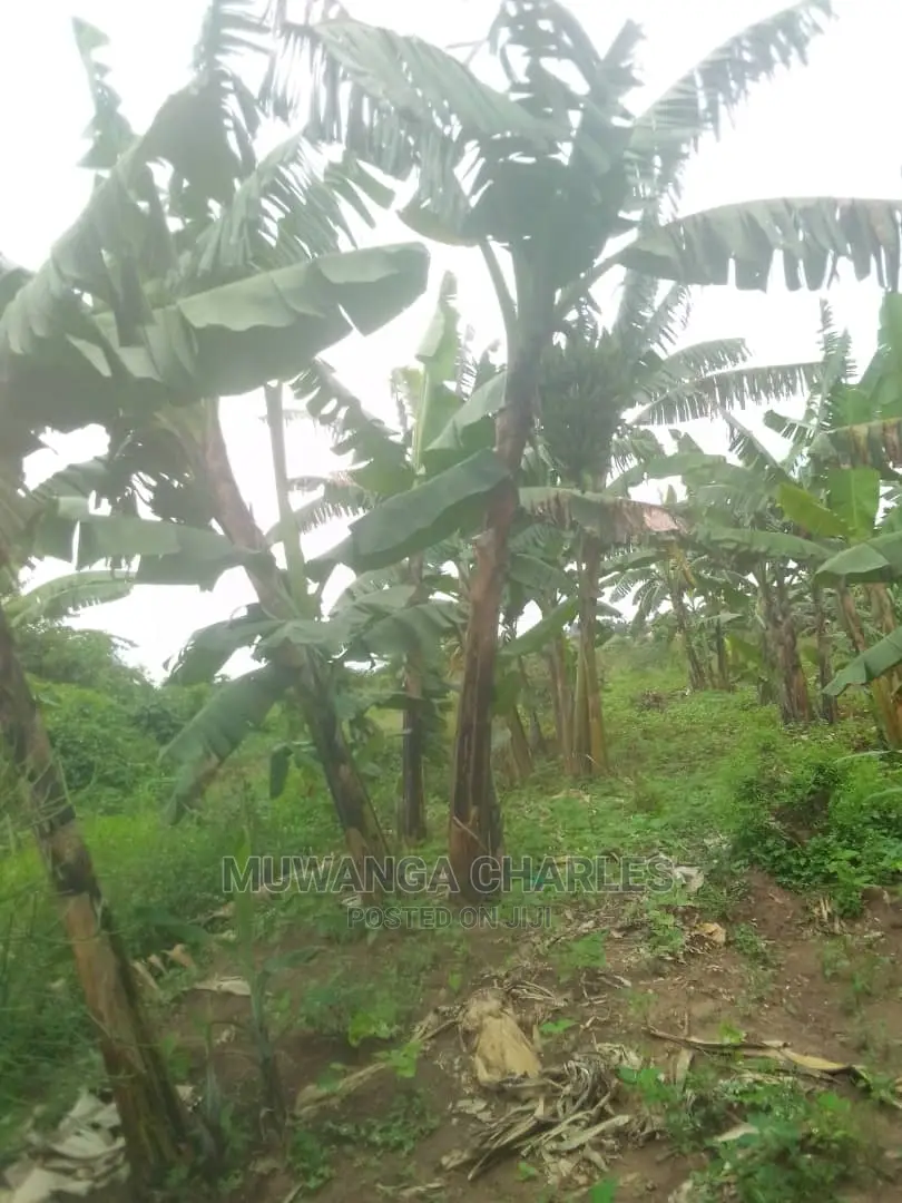 100by50ft Plot for Sale at Gayaza Kabubu in Central Division