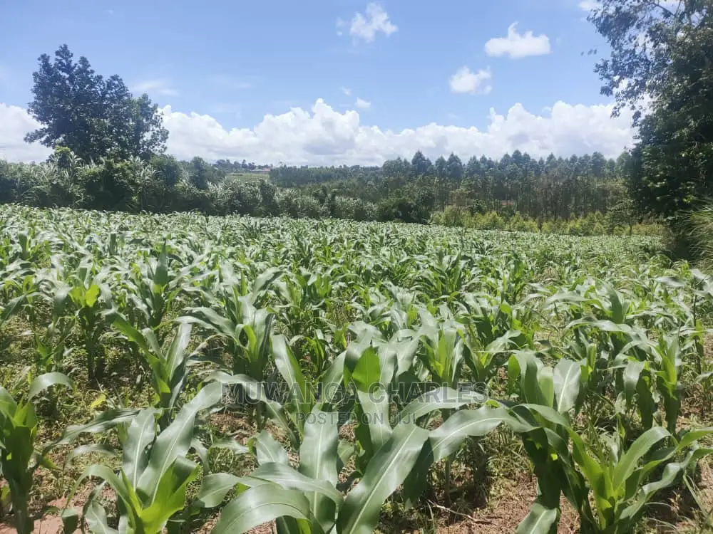 3acres of Land for Sale at Zirobwe in Central Division