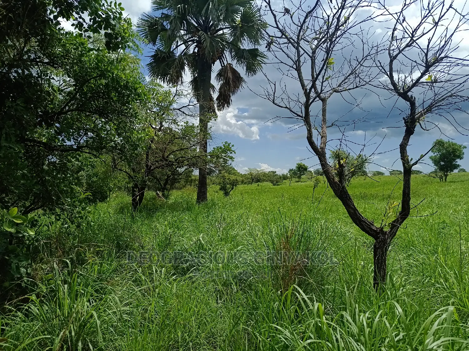 Farmland for Sale in Uganda 5000acres in Gulu
