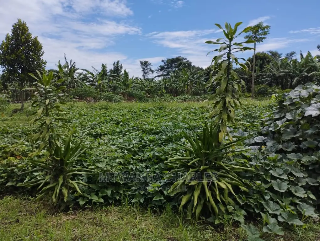 100by100ft Plot of Land for Sale at Buwate in Central Division